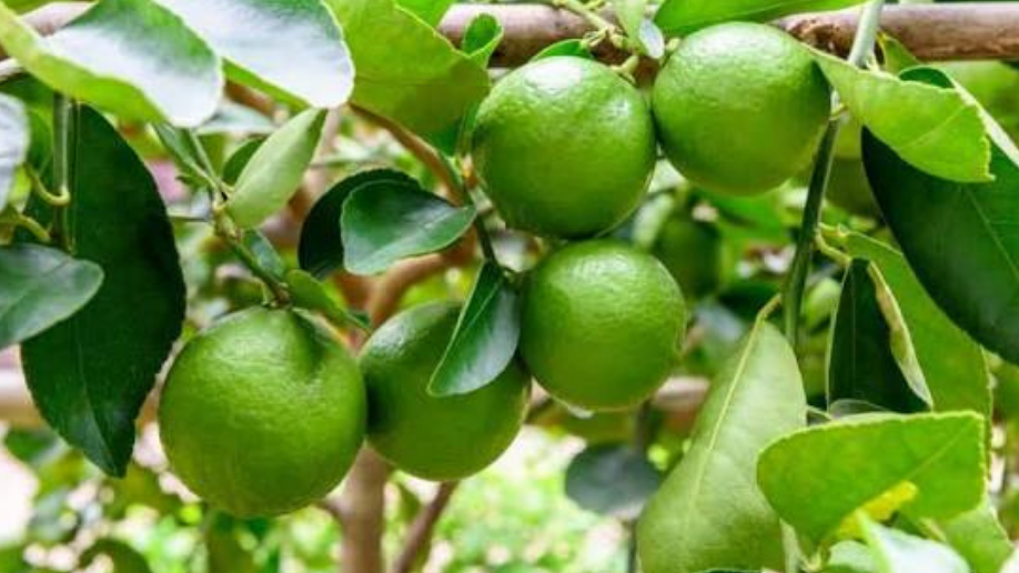 Productores de cítrico norteño afianzan ventas directas en el sector agroindustrial Revista Industria Alimentaria Productores de cítrico norteño afianzan ventas directas en el sector agroindustrial Revista Industria Alimentaria
